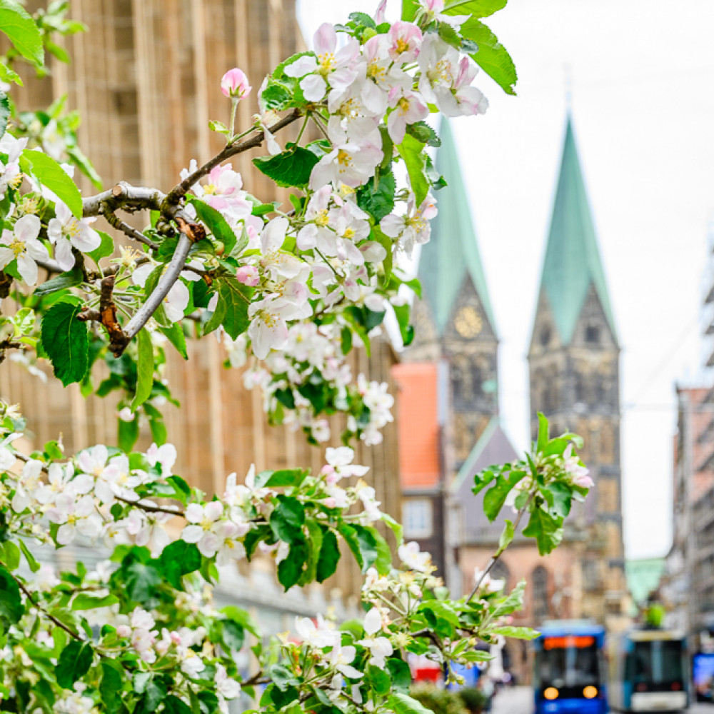 © CityInitiative | Bremen blüht auf Obernstraße | 